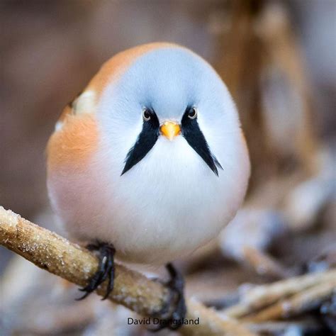 30 Extraordinarily Beautiful Birds You Might Not Have Heard About ...