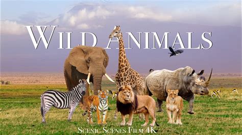 Amazing Scene of Wild Animals In 4K - Scenic Relaxation Film - YouTube