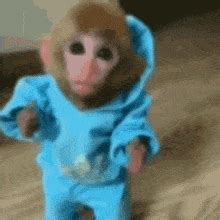 Monkey Gif - GIFcen