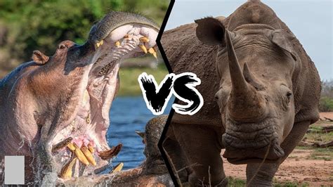 RHINO VS HIPPO!! FIRST EVER RECORDED BATTLE IN HISTORY!! WATCH TO FIND ...