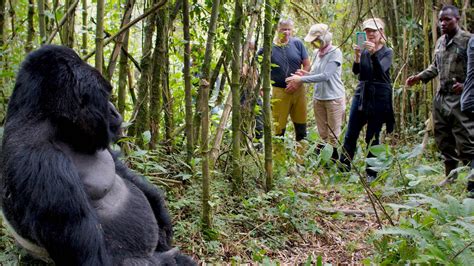 Gorilla Trekking in Rwanda During Covid-19 | Rwanda Gorilla Safaris