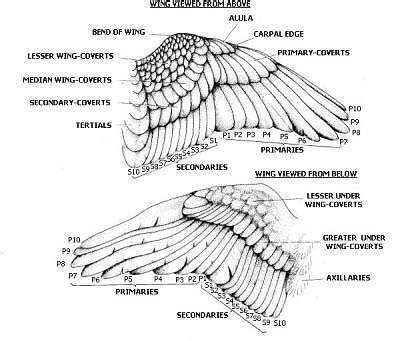 Image result for raven wings anatomy | Lady Knight Illustration Series ...