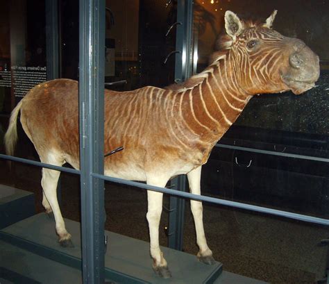 Return of the Quagga - Inside Ecology