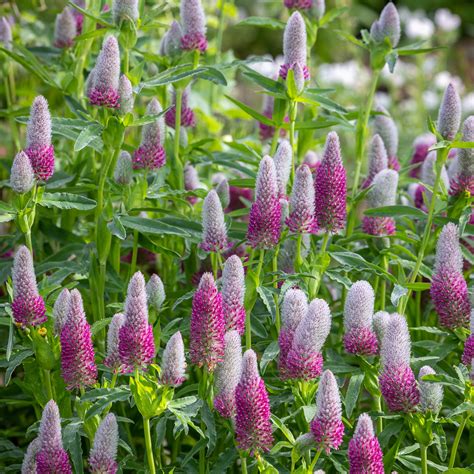 Buy Trifolium rubens | Ruddy Clover | Sarah Raven