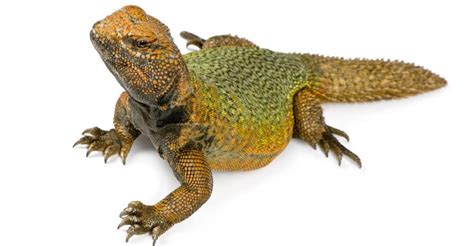 Uromastyx Lizard Care Guide & price - Petsoid