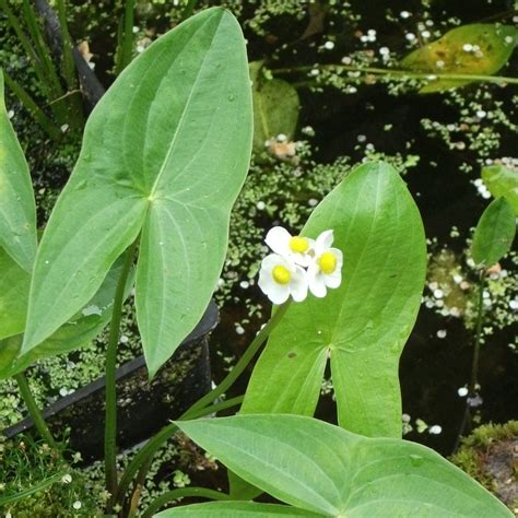 Duck Potato (Sagittaria latifolia) Marginal plants - Wetland Plants