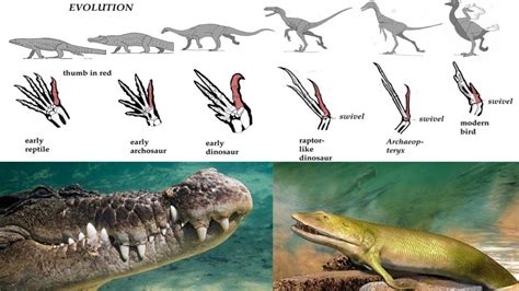 Evolution: reptiles were the first to evolve - https://debuglies.com