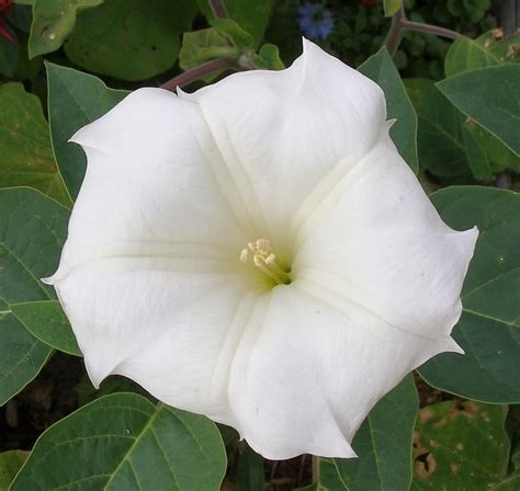 Flower Homes: Datura Flowers