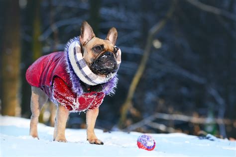 How To Keep Dogs Paws Safe In Winter