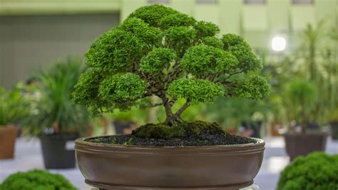 How to Take Care of Bonsai Trees - Homegrown Garden