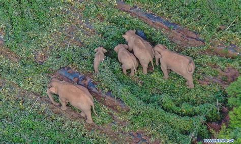 Migrating elephants linger in Dalongtan Township, SW China - Global Times