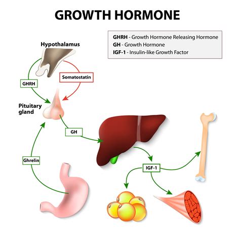 What Happens if You Stop Taking Growth Hormone? | HealthGAINS