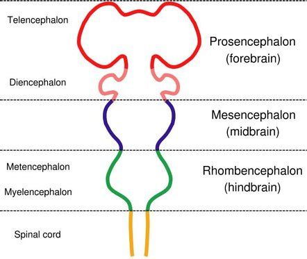 Myelencephalon | Radiology Reference Article | Radiopaedia.org