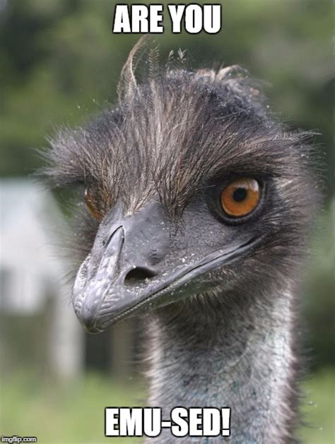 Emu-sed! - Imgflip