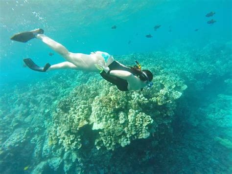 Take The Plunge on a Kona Snorkeling Tour | Dolphin Discoveries