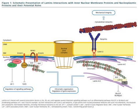 Figure 1: Schematic Presentation of Lamins Interactions | Radcliffe ...