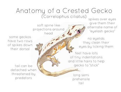 Anatomy of a Crested Gecko by Teach Simple