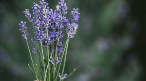 Harvesting Lavender: A Guide For Harvesting, Pruning And Drying ...