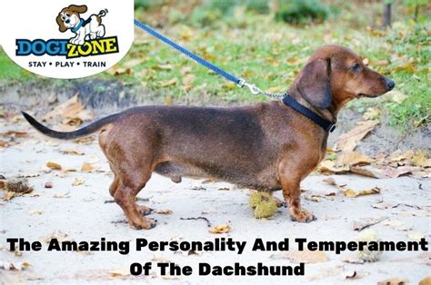 Temperament Of The Dachshund