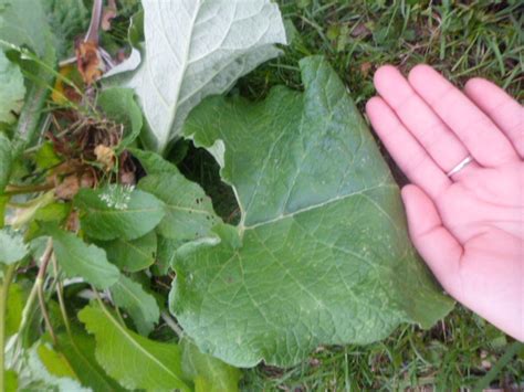 General | What is this large-leafed weed that grows near other shrubs