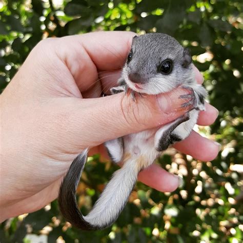 Is A Sugar Glider / Best Sugar Glider Cages for Sale - Large & Small ...