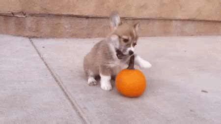 Dog Play GIF - Dog Play - Discover & Share GIFs