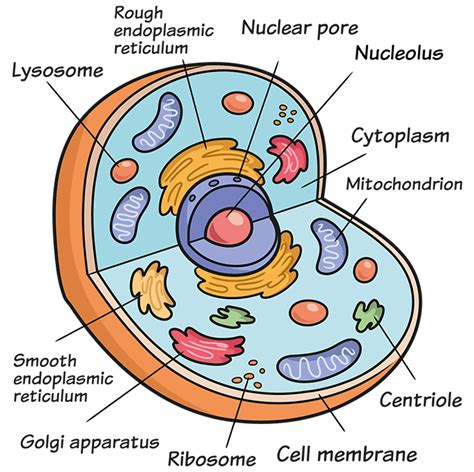 How to Draw an Animal Cell - Really Easy Drawing Tutorial