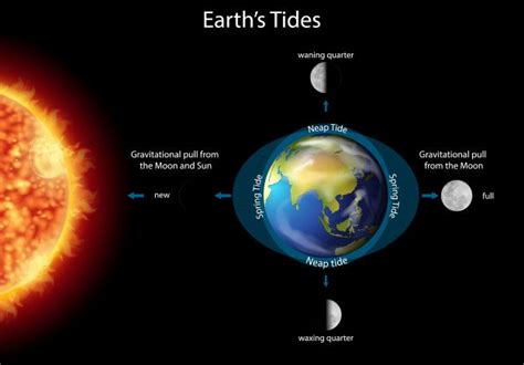 Free Vector | Diagram showing earth tides with earth and sun | Vector ...