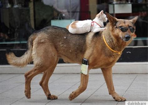 Gambar Kucing Dan Anjing Bersahabat - Koleksi Gambar HD