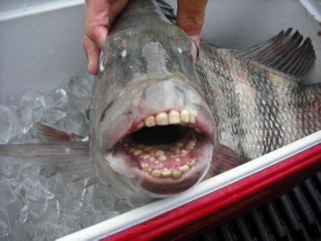 FISH WITH HUMAN TEETH Disgusting Cool Looking Gross? 2024