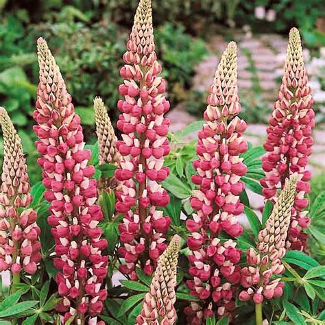 Lupine Seeds | Lupinus polyphyllus | Perennial Flower Seeds