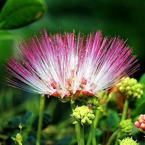 Buy Samanea Saman, Albizia saman, Rain Tree - 0.5 kg Seeds online from ...