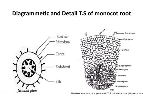 Root Diagram Monocot