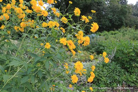 40-Tall coneflower-Rudbeckia laciniata ‘Hortensia’ | Janet Davis ...