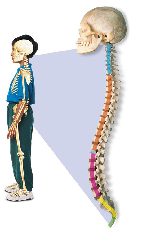 Human Spine | Spinal Cord Facts | DK Find Out