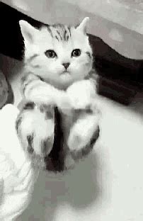 Cat Cute GIF - Cat Cute Kitten - Discover & Share GIFs | Kittens cutest ...