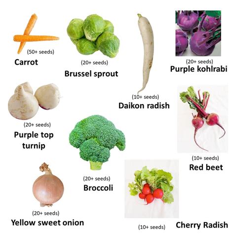 9 Variety Fall Vegetable Seeds Spring Vegetable 180 Seeds - Etsy