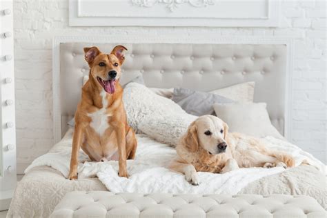 Don't be fooled by a 'pet-friendly' hotel — it'll almost always cost ...