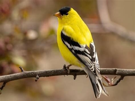 American Goldfinch - NestWatch