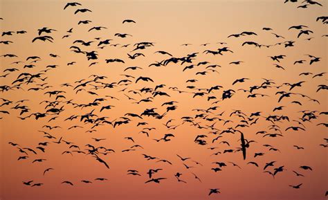 Why Birds Fly Together & Why Is Flocking Important? - Bird Buddy Blog