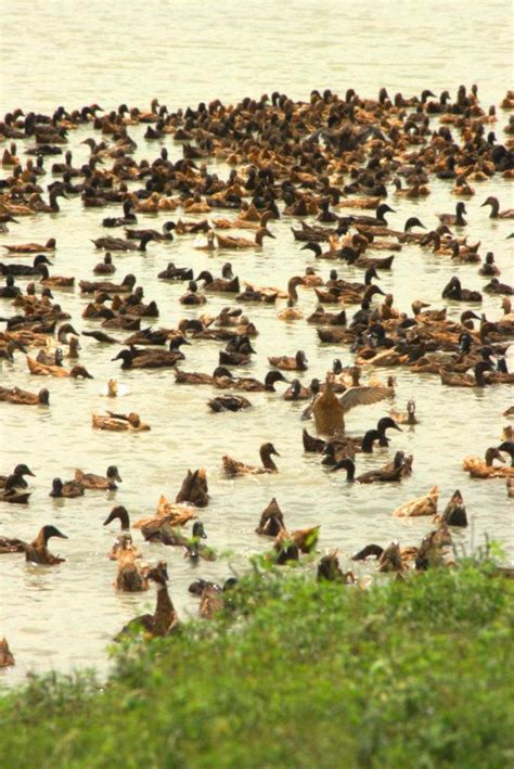 Byahero: Migratory birds find ‘wetter’ shelter in Candaba, Pampanga