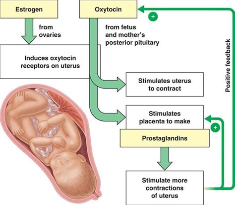 Labor Induction — Denver Holistic Medicine