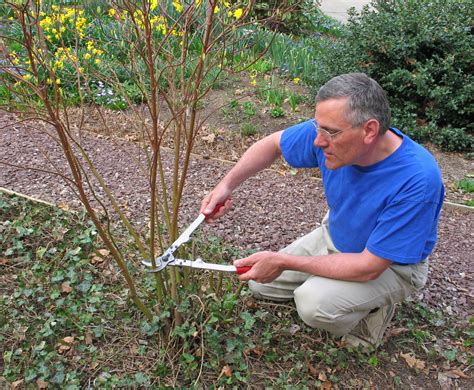 How to Prune a Burning Bush - Back Gardener