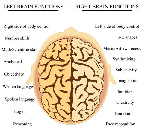 What Are the Symptoms of Right Brain Damage? (with pictures)