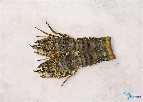 Buy Premium Lobster In Singapore | FishMart