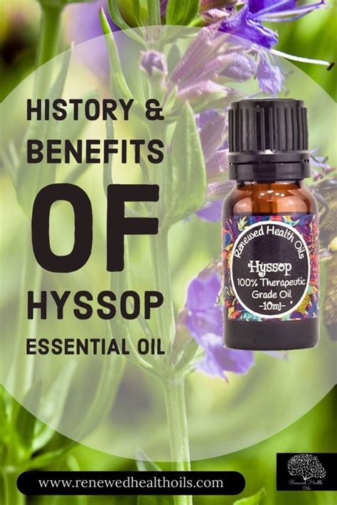 History and Benefits of Hyssop Oil Uses | Hyssop essential oil, Oil ...