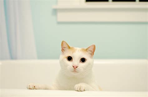 Why Do Cats Love the Bathtub? | POPSUGAR Pets