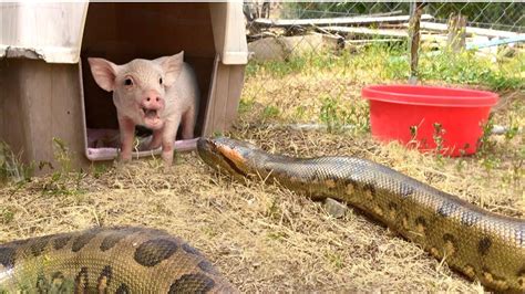 Anaconda Snake Eats Man At Zoo - Anaconda Gallery