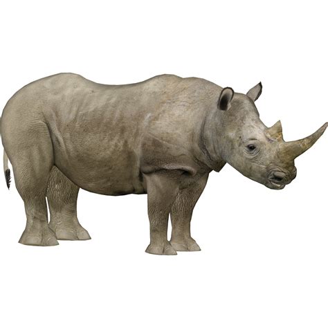 Rhino HD PNG Transparent Rhino HD.PNG Images. | PlusPNG