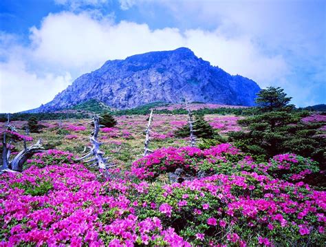 7 Top Attractions in Jeju Island—South Korea, You Must Visit!